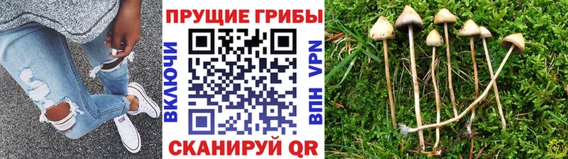 Купить  Краснообск  Галлюциногенные грибы GOLDEN TEACHER 